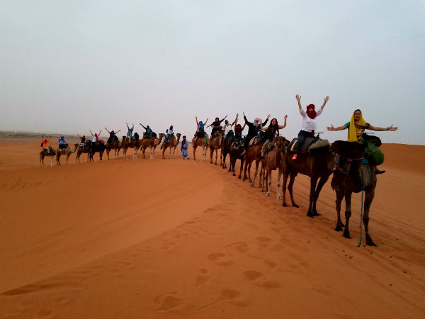 moroco blog camels pic 600